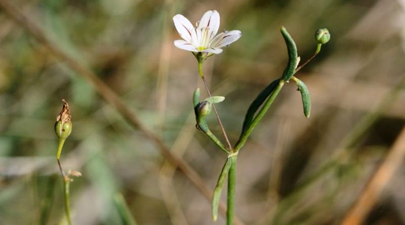 Gypsophila capillaris