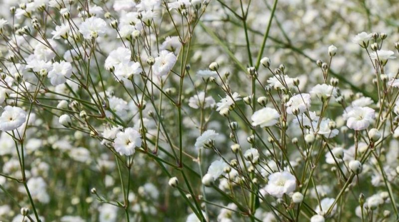 Gypsophila paniculata