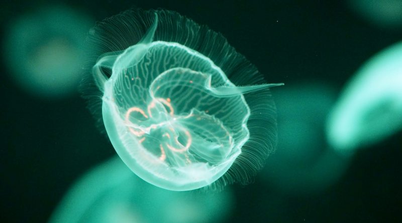 I misteri delle meduse