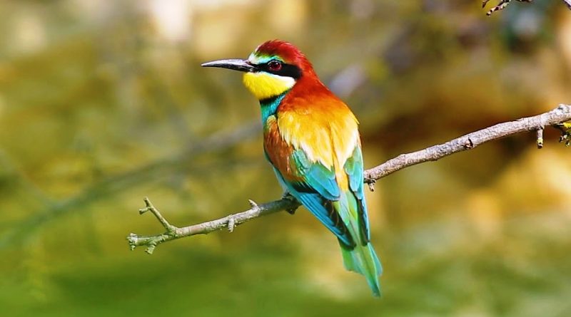 Merops apiaster