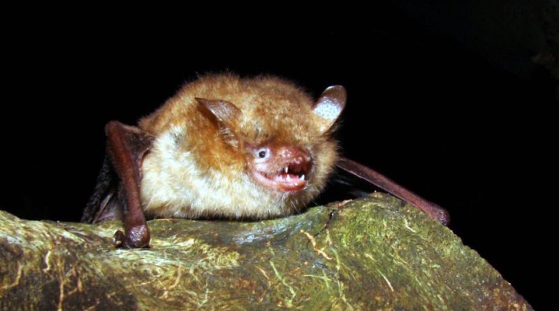 Myotis emarginatus