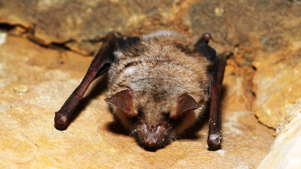 Myotis myotis Systematics, Habitat, Biology, Ecological Role