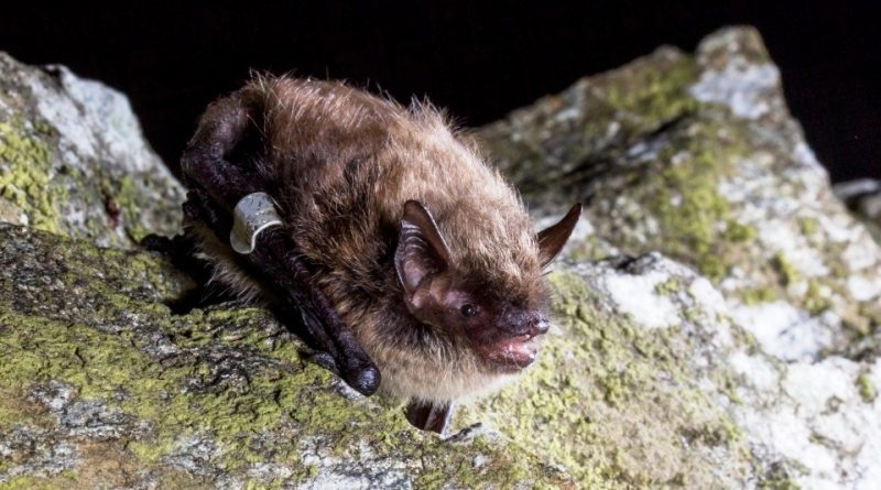 Myotis mystacinus