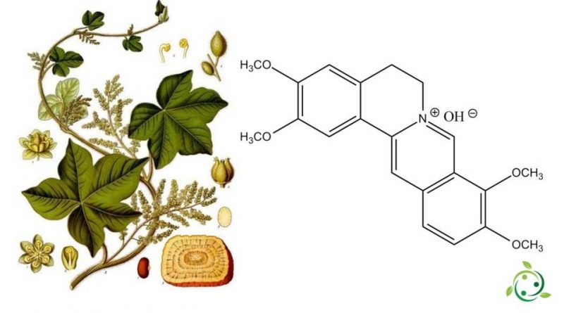 Palmatina