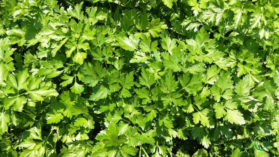 How Parsley is reproduced technique, period, by seed, for