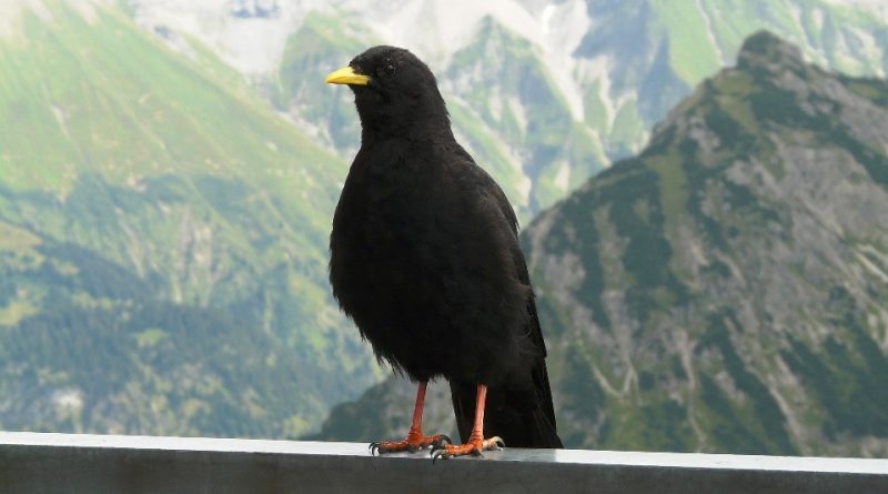 Pyrrhocorax graculus