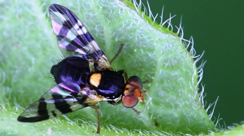 Rhagoletis Cerasi Sistematica Habitat Ciclo Biologico Lotta rhagoletis-cerasi-sistematica-habitat-ciclo-biologico-lotta