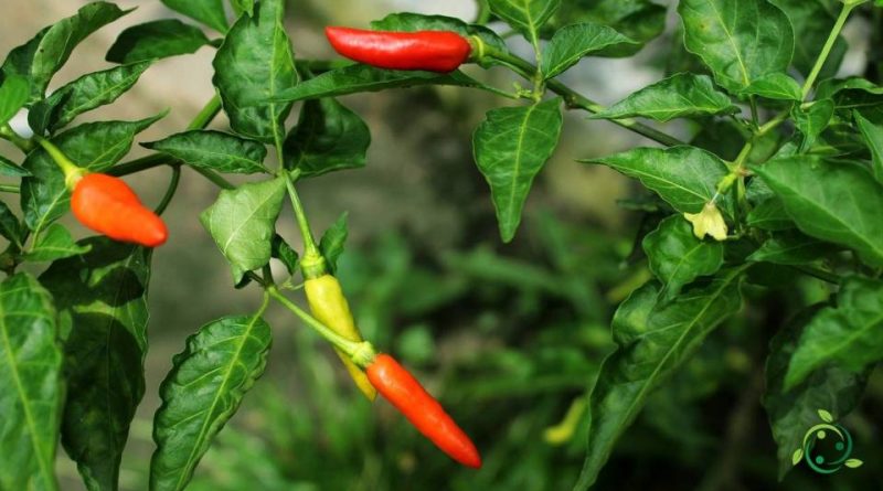 Come si riproduce il peperoncino