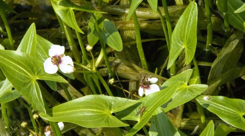 Sagittaria sagittifolia