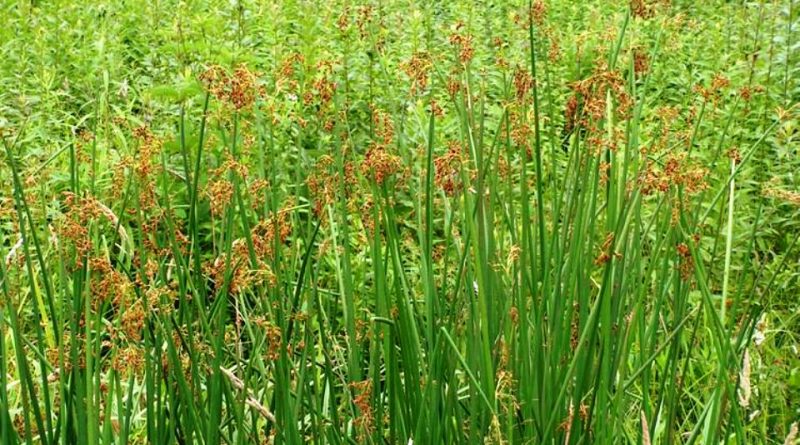 Schoenoplectus tabernaemontani