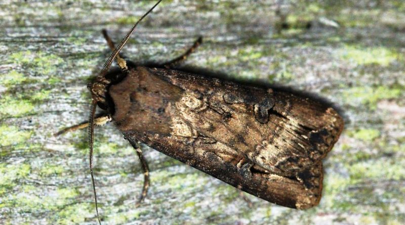 Agrotis ipsilon