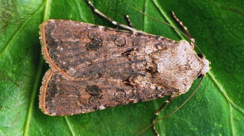 Agrotis segetum