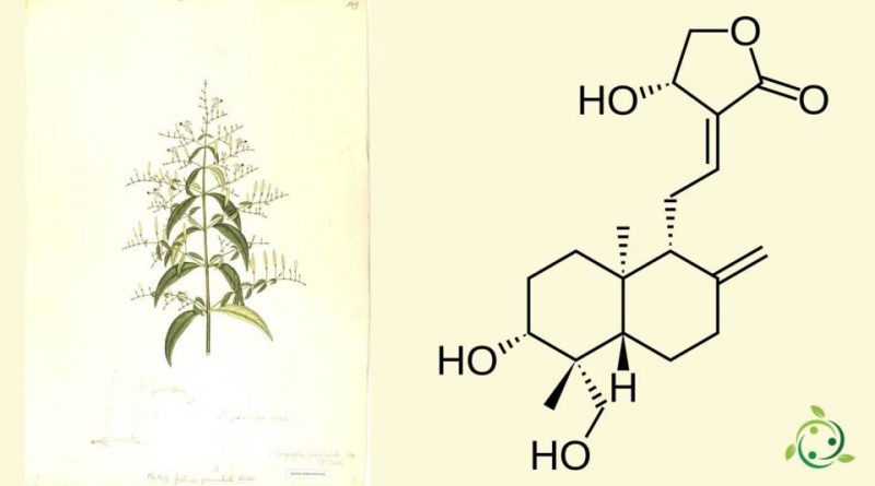 Andrografolide