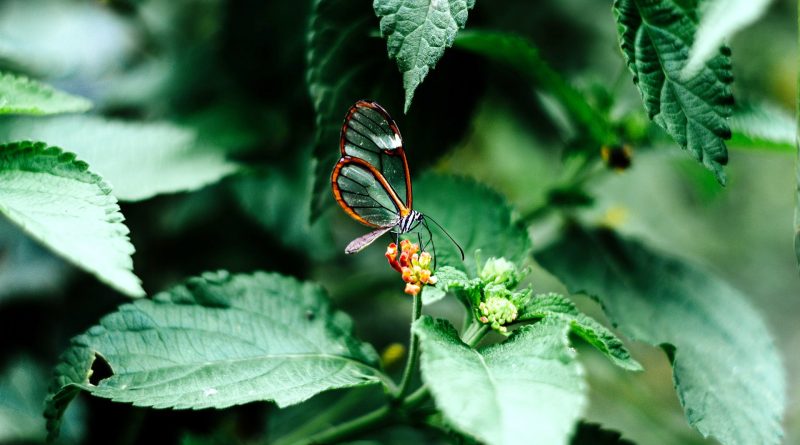 Autorizzazioni per l’uso dei pesticidi scientificamente insufficienti