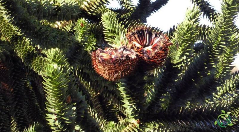 Come si coltiva l’Araucaria del Cile