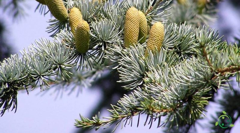 Come si coltiva il Cedro dell'Atlante