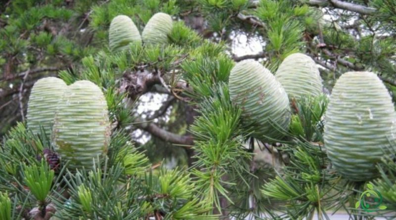 Come si coltiva il Cedro dell'Himalaya