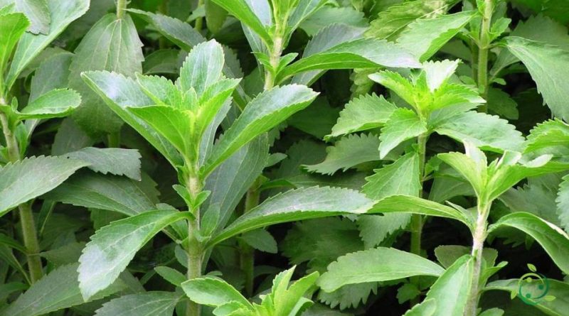 Come si coltiva la Stevia