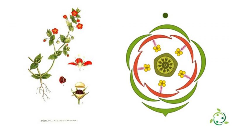 Diagrama de flores: definición, significado, símbolos de ...