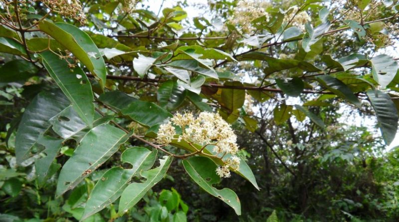 Harungana madagascariensis