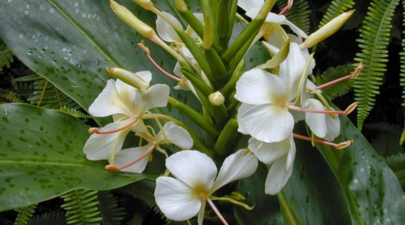 Hedychium coronarium