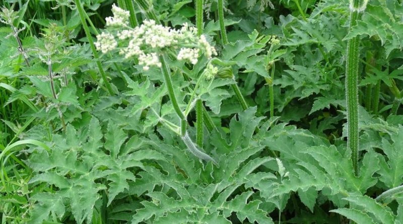 Heracleum sphondylium