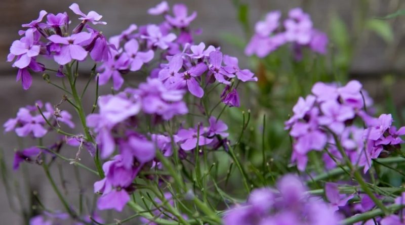 Hesperis matronalis