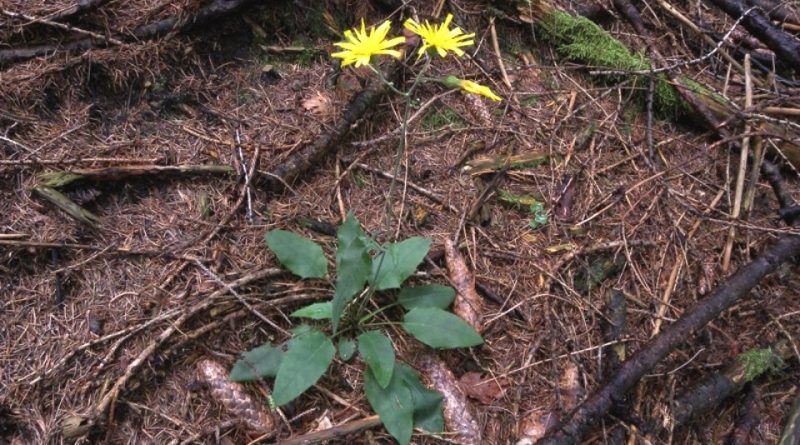 Hieracium murorum