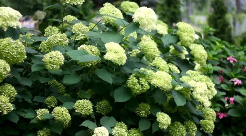 Hydrangea arborescens