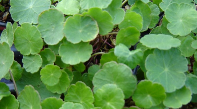 Hydrocotyle vulgaris