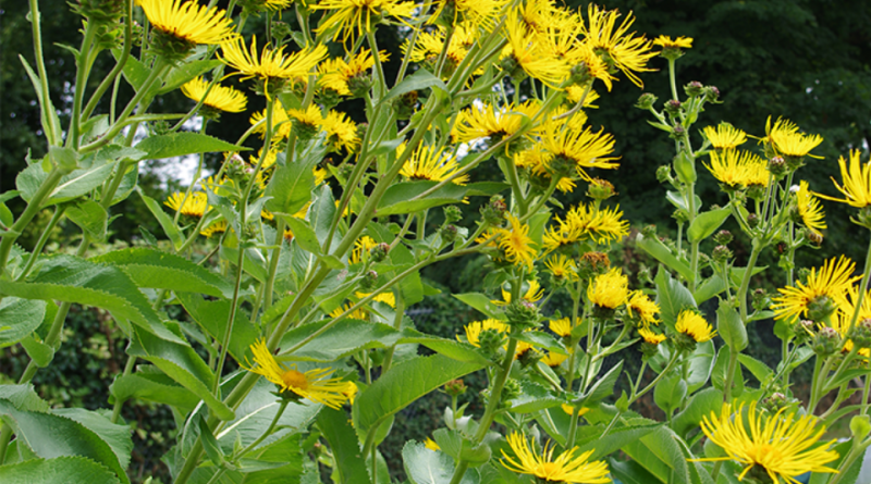 Inula helenium