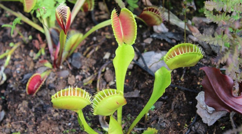 List of Carnivorous Plants from letter A to N Archivi - Un Mondo ...
