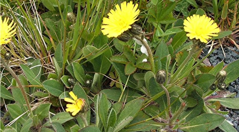 Pilosella officinarum