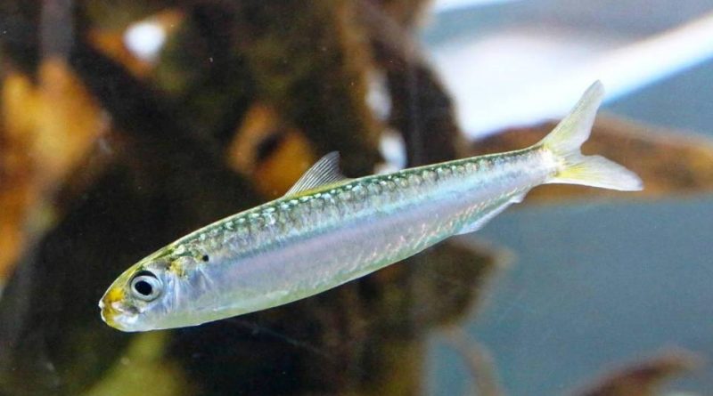 Sardinella aurita