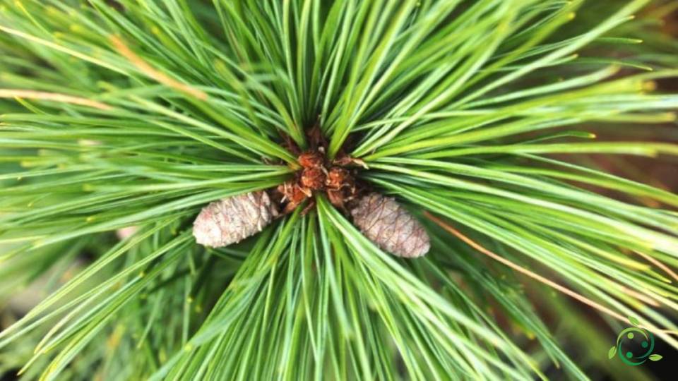 How to grow white pine climate, soil, propagation
