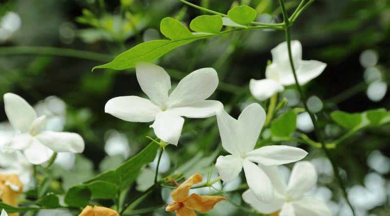 Jasminum officinale