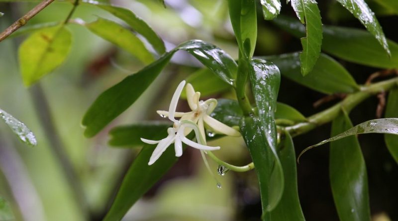 Jumellea fragrans