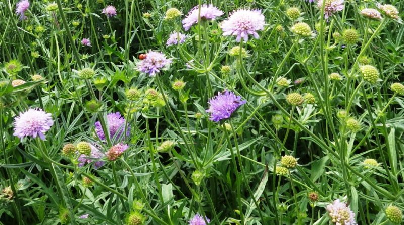 Knautia arvensis