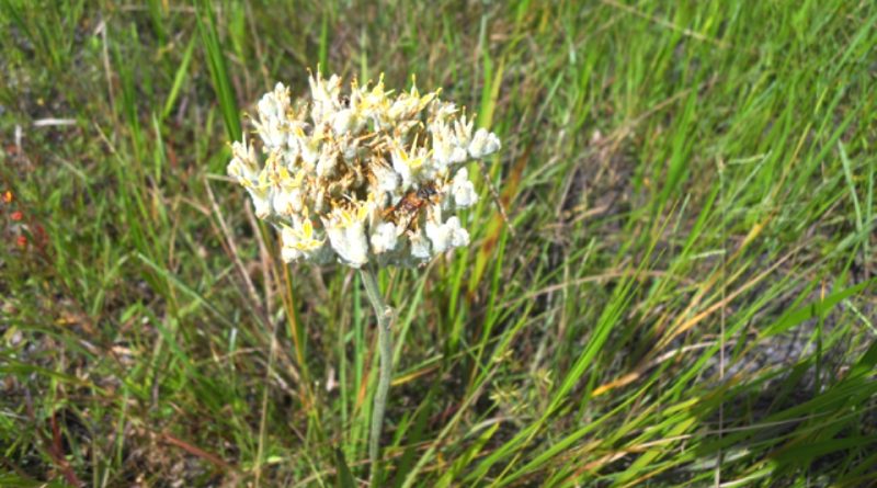 Lachnanthes caroliniana