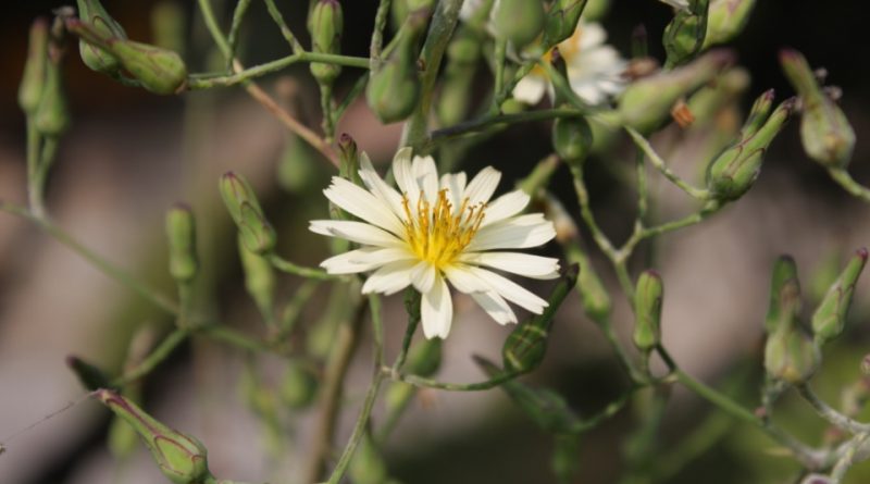 Lactuca indica