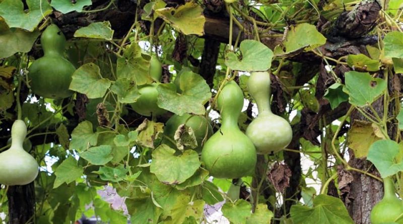 Secretos para producir la planta del mate, la Lagenaria Vulgaris - MUNDO  RURAL WEB