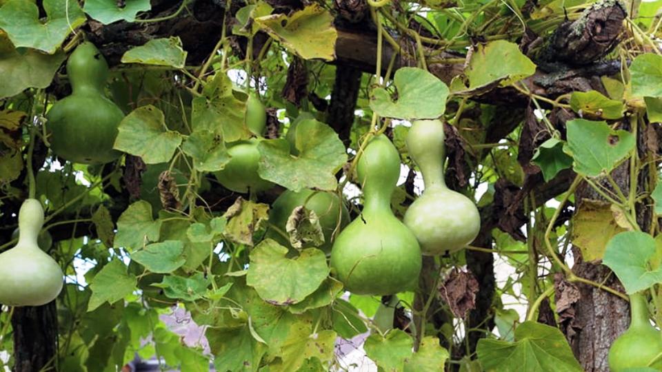 Lagenaria siceraria: Systematics, Etymology, Habitat, Cultivation