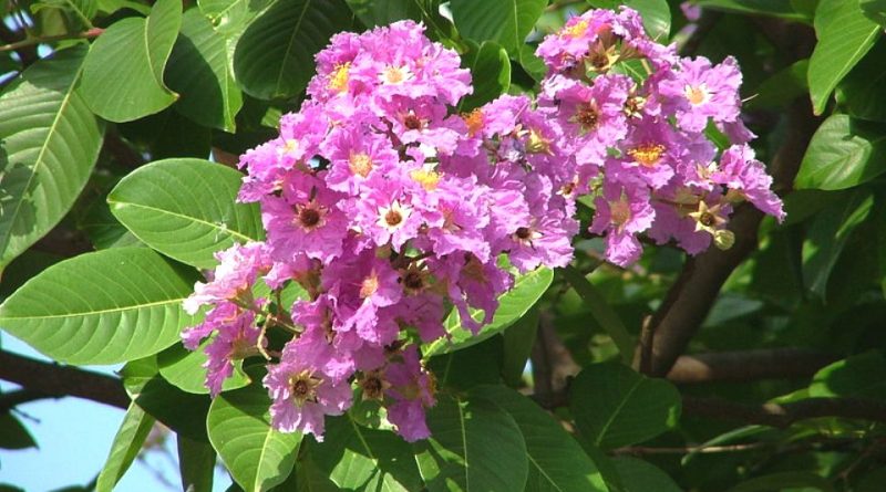 Lagerstroemia speciosa