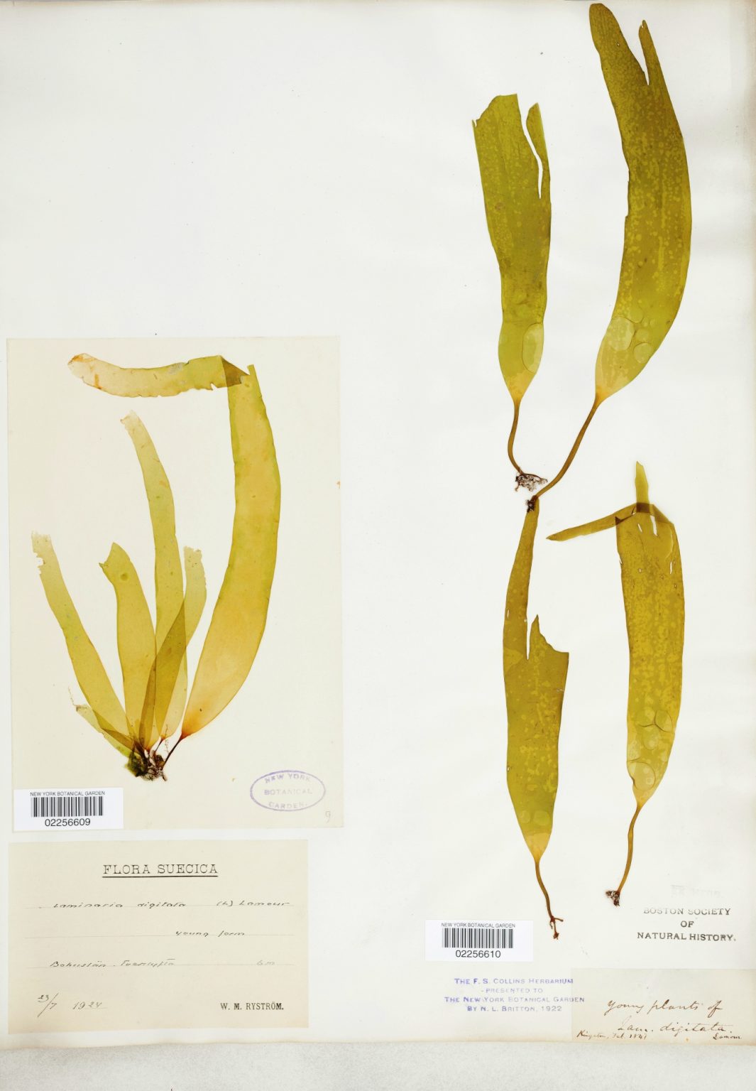 [it]Laminaria digitata Sistematica, Etimologia, Habitat, Coltivazione