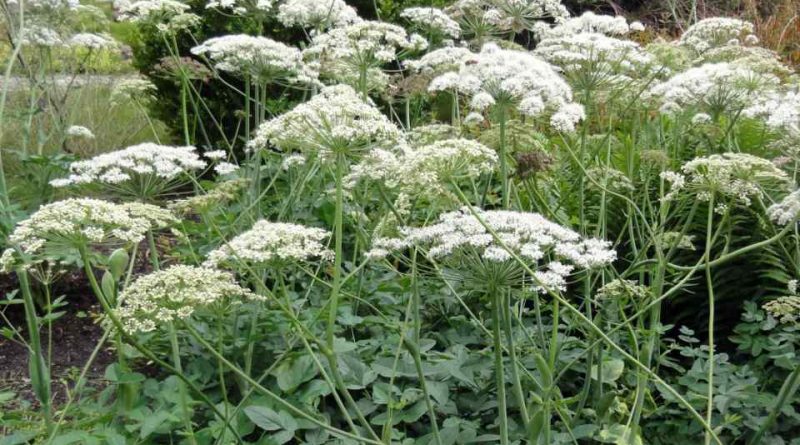 Laserpitium latifolium