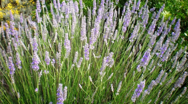 Lavandula × intermedia