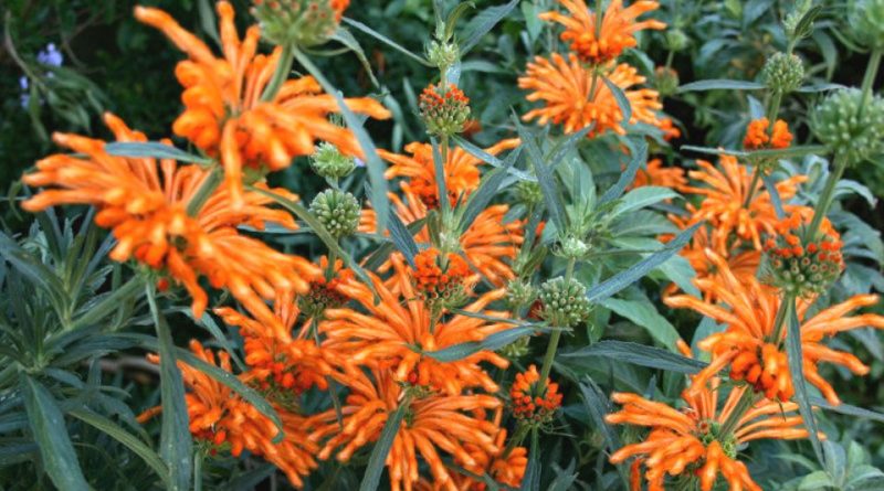 Leonotis nepetifolia