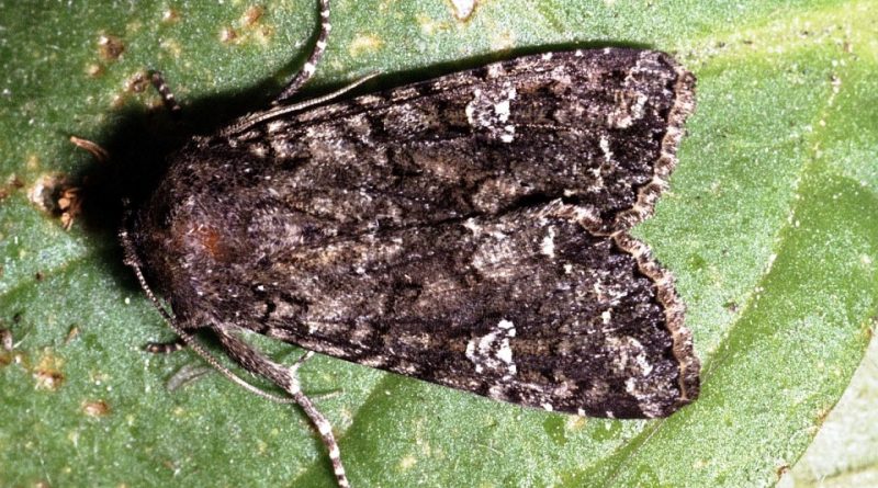 Mamestra brassicae