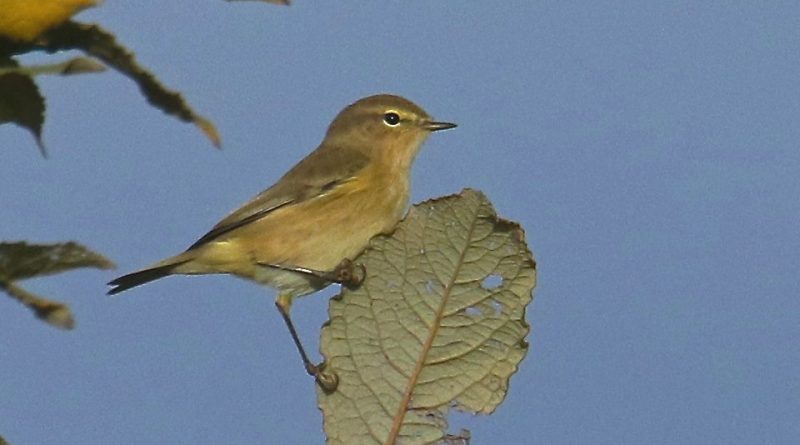 Phylloscopus collybita