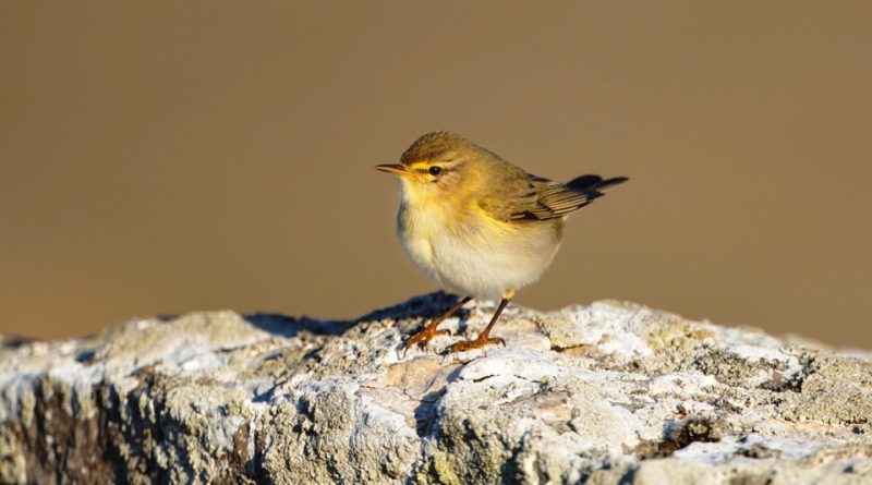 Phylloscopus trochilus